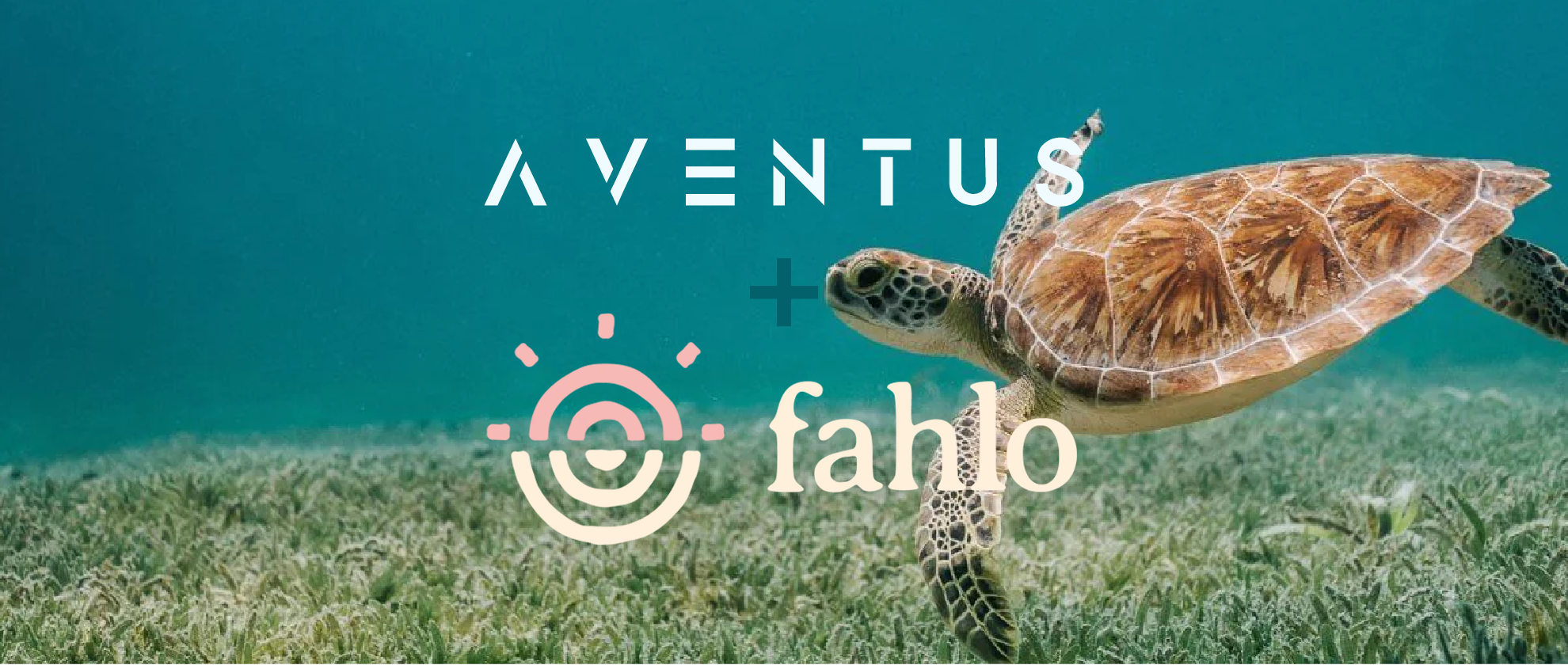 Underwater photo of a turtle swimming in a shallow region of the ocean. The logos of Aventus and Fahlo overlayed on top